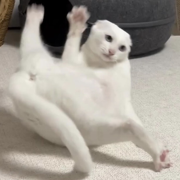 white cat in mid-air, funny jumping cat, quirky cat photo