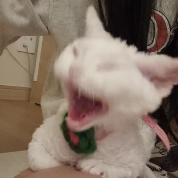 cat with mouth wide open, funny cat photo, shouting cat