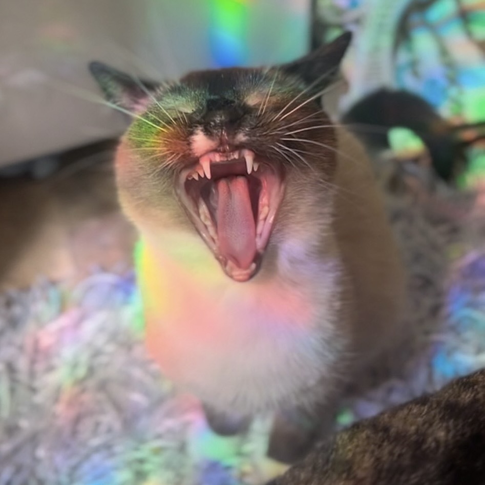 cat with rainbow light, roaring cat, funny cat expression